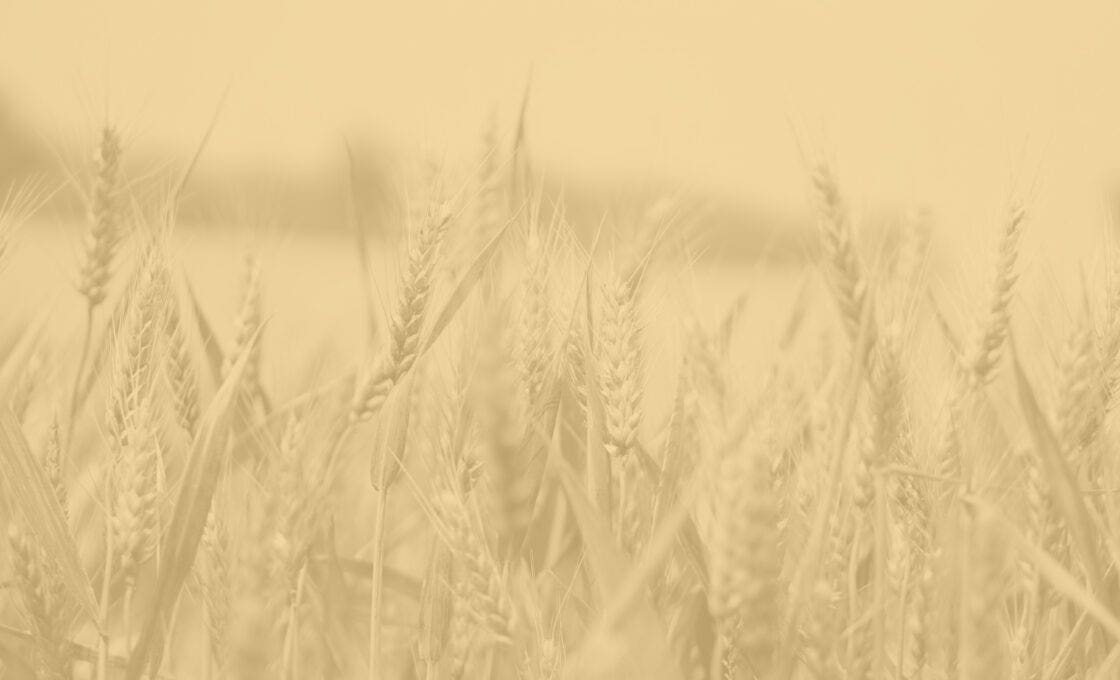 Close-up view of a wheat field with a warm, sepia filter, giving the image a nostalgic and rustic feel.