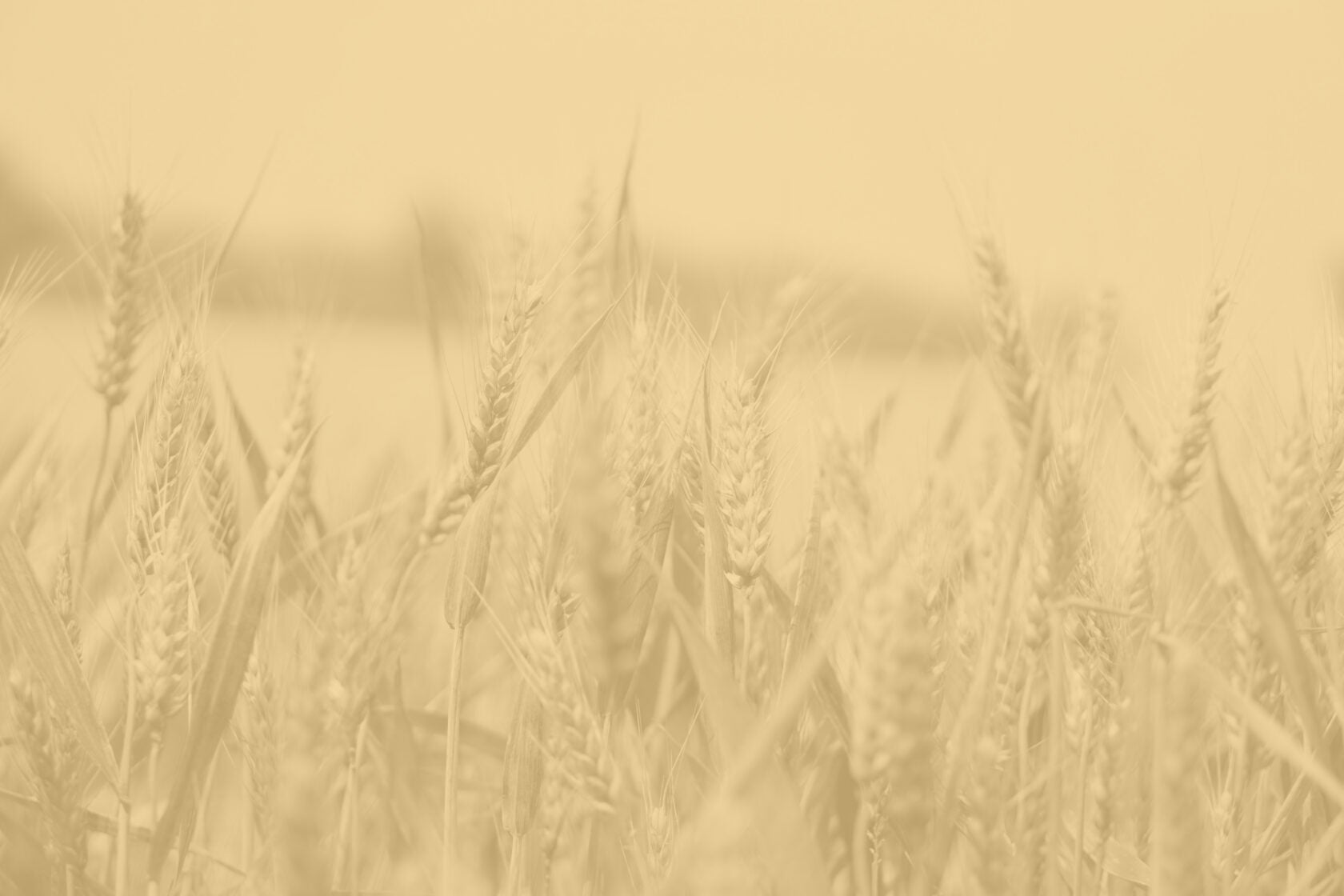 Close-up view of a wheat field with a warm, sepia filter, giving the image a nostalgic and rustic feel.