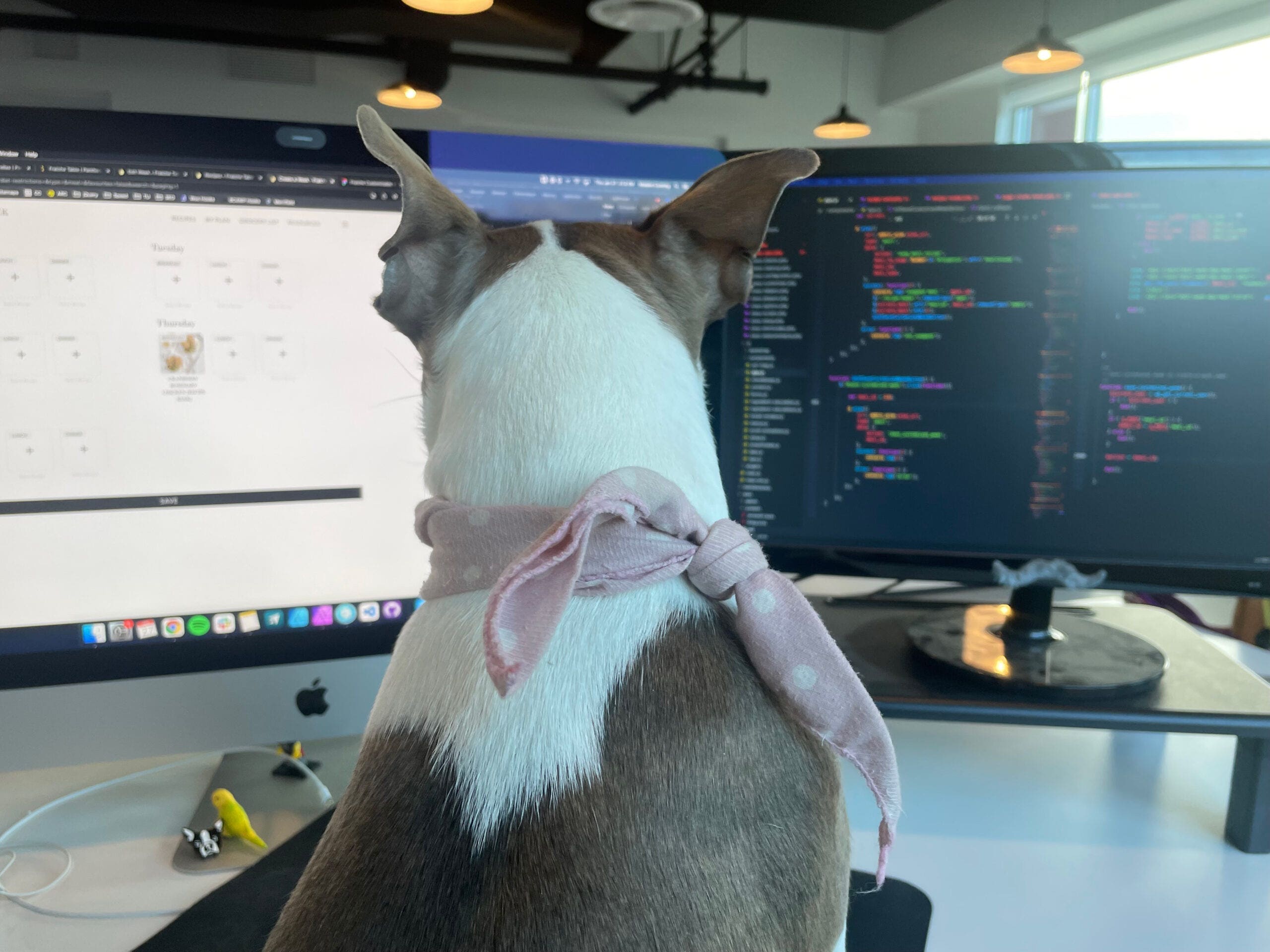 Georgia, the office dog, sits attentively at a desk, gazing at two computer screens displaying code, adding a touch of charm to the office environment.